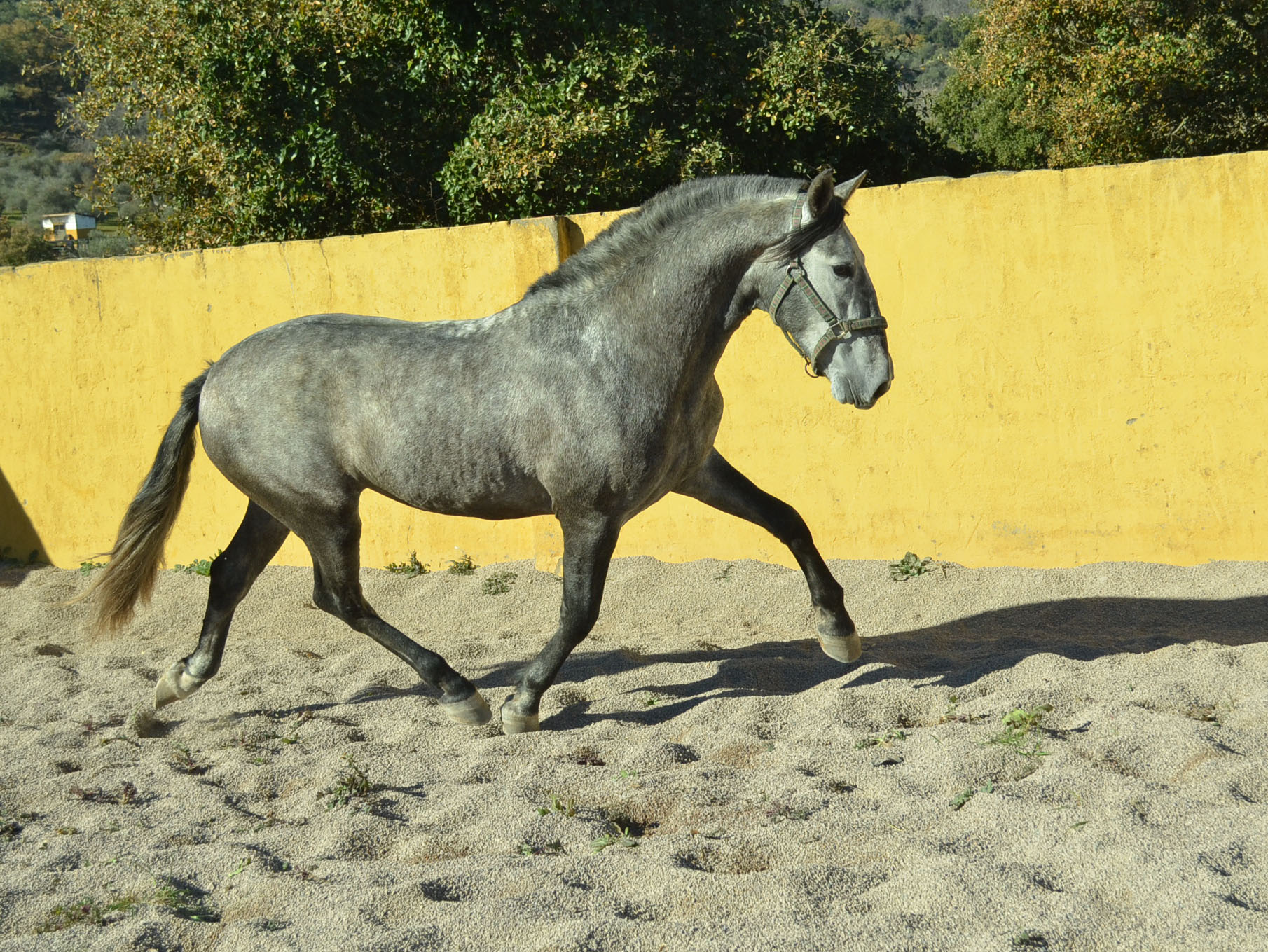 Caballo en Venta